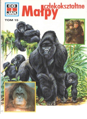 Małpy człekokształtne