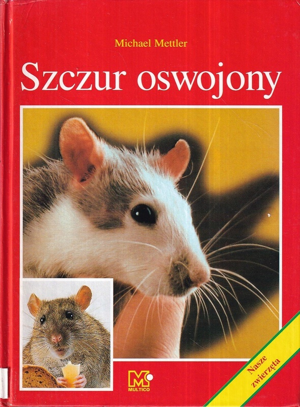 Szczur oswojony