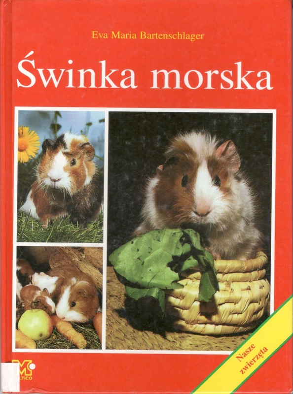 Świnka morska