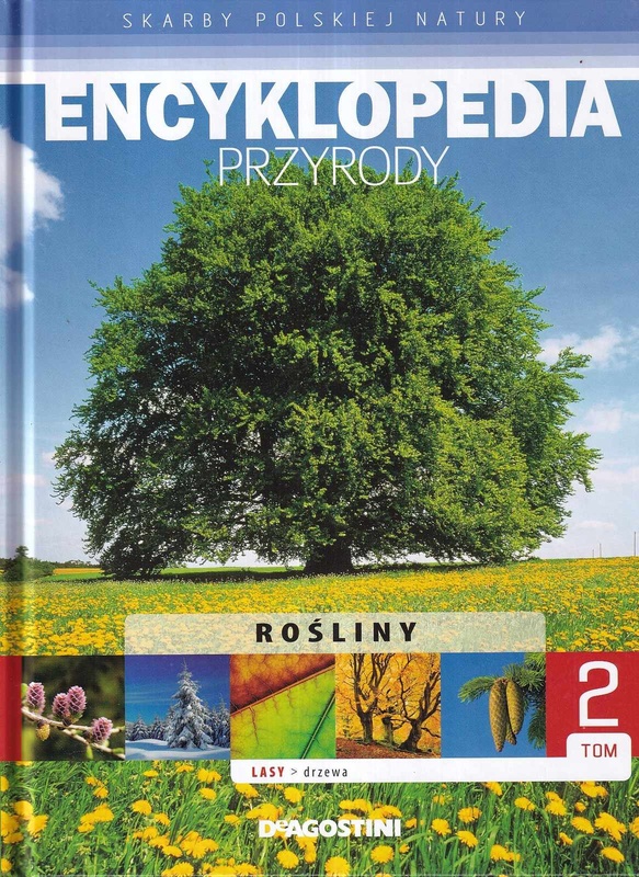 Rośliny : lasy - drzewa
