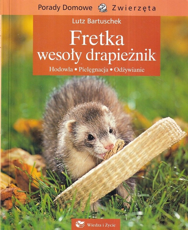 Fretka - wesoły drapieżnik