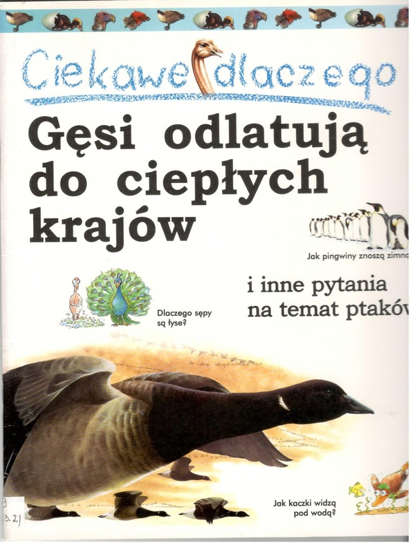 Ciekawe dlaczego gęsi odlatują do ciepłych krajów i inne pytania na temat ptaków